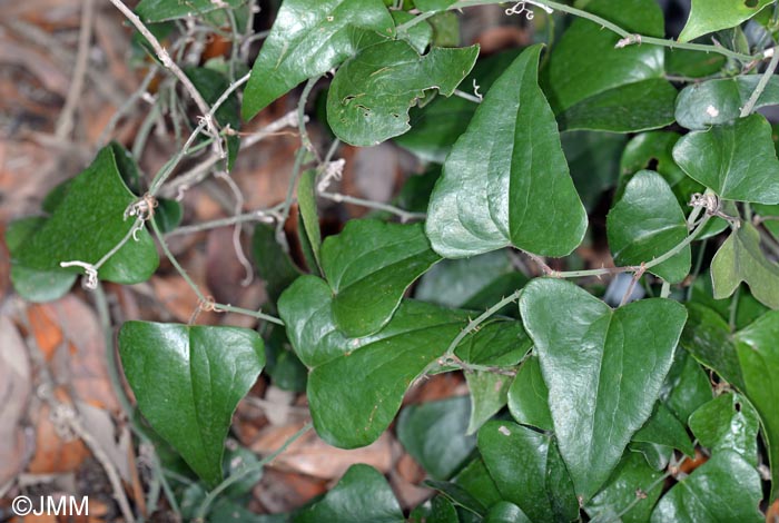 Smilax canariensis