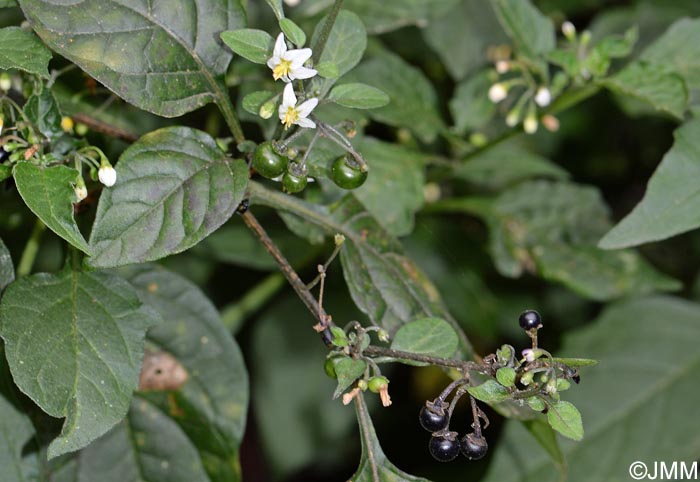 Solanum nigrum = Solanum nigrum subsp. nigrum