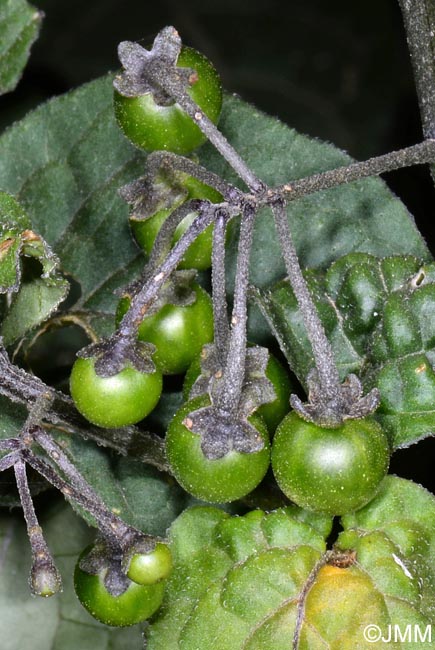 Solanum nigrum = Solanum nigrum subsp. nigrum