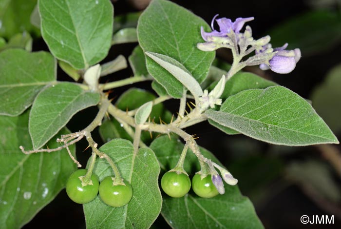 Solanum vespertilio subsp. vespertilio = Solanum vespertilio