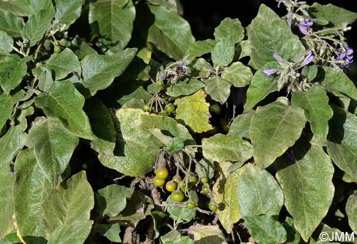 Solanum vespertilio subsp. doramae