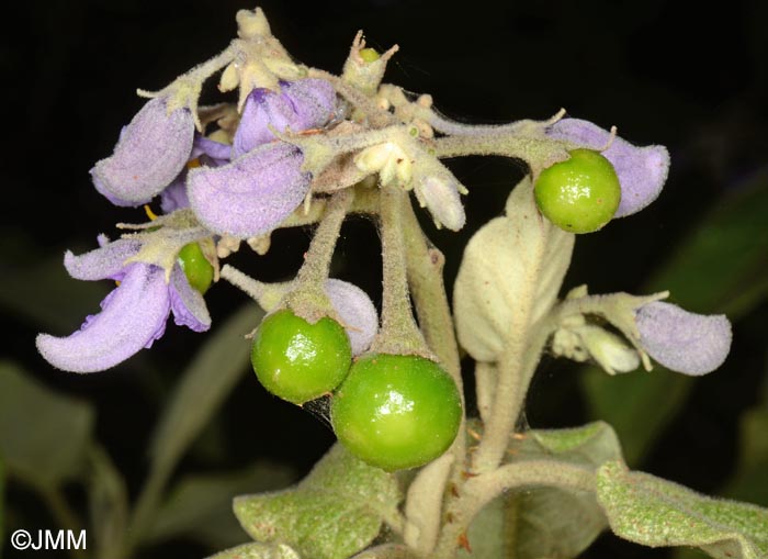 Solanum vespertilio subsp. doramae