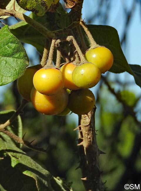 Solanum vespertilio subsp. doramae