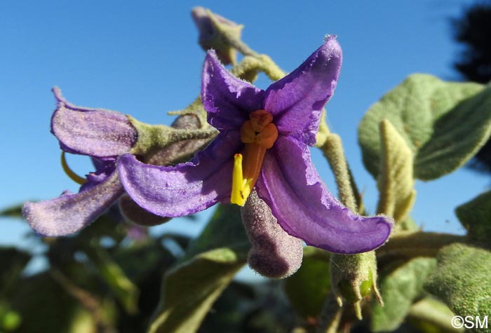 Solanum vespertilio subsp. doramae