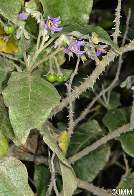 Solanum vespertilio subsp. doramae