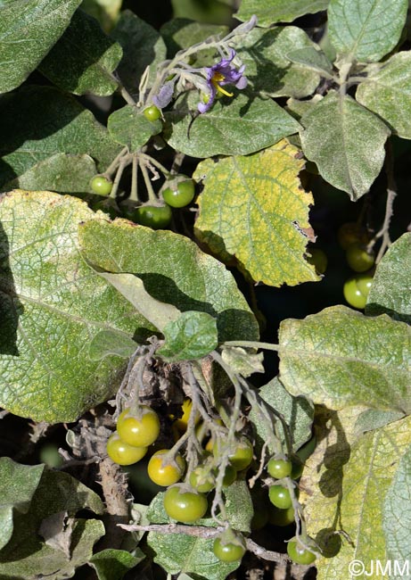 Solanum vespertilio subsp. doramae