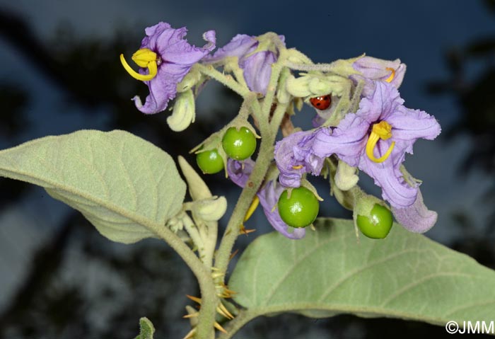 Solanum vespertilio subsp. doramae