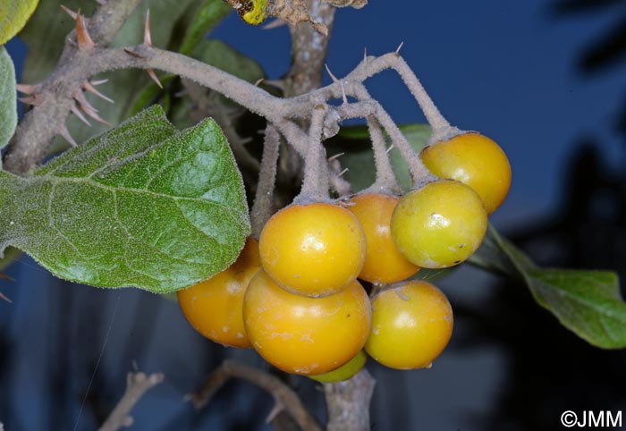 Solanum vespertilio subsp. doramae