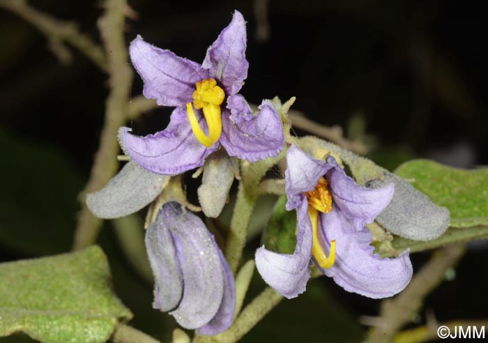 Solanum vespertilio subsp. doramae