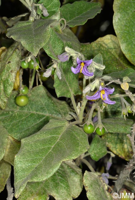 Solanum vespertilio subsp. doramae