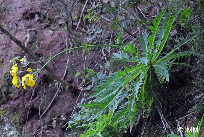 Sonchus acaulis