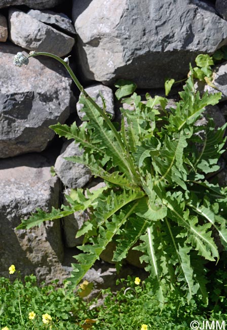 Sonchus acaulis