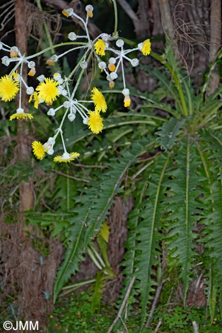 Sonchus acaulis