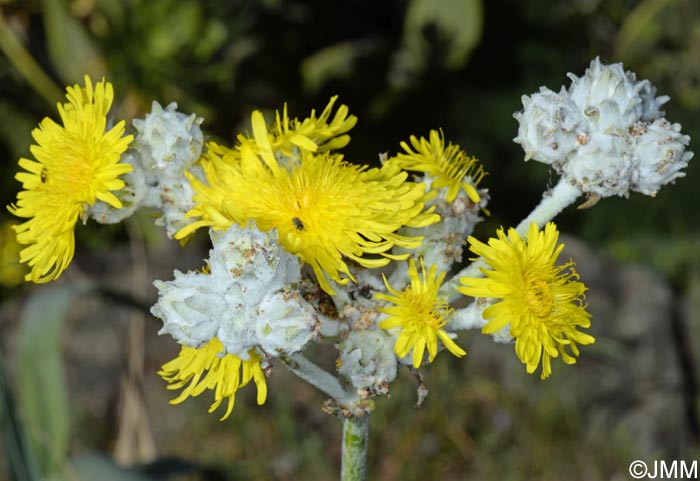 Sonchus acaulis