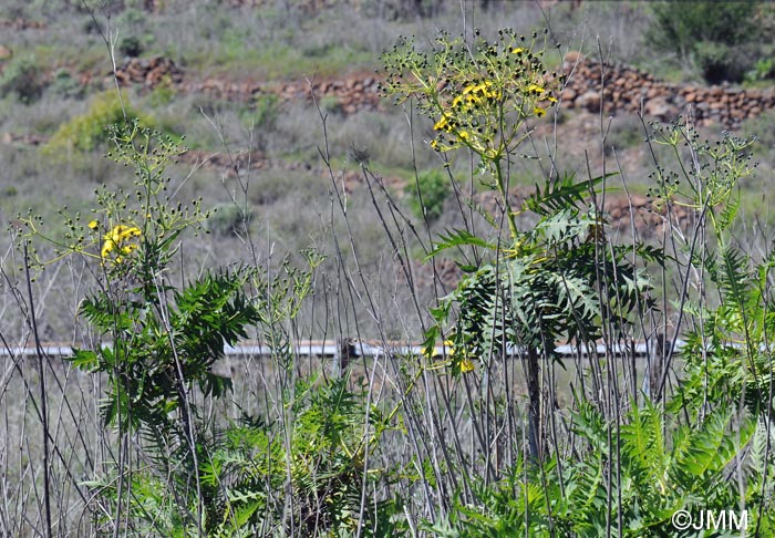 Sonchus canariensis