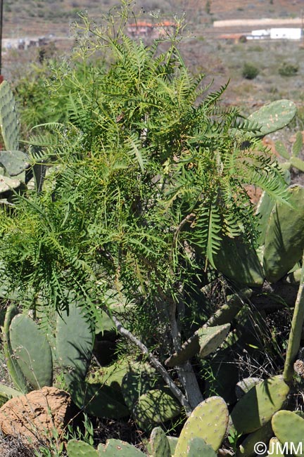 Sonchus canariensis