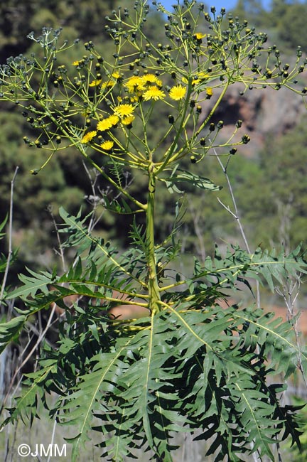 Sonchus canariensis