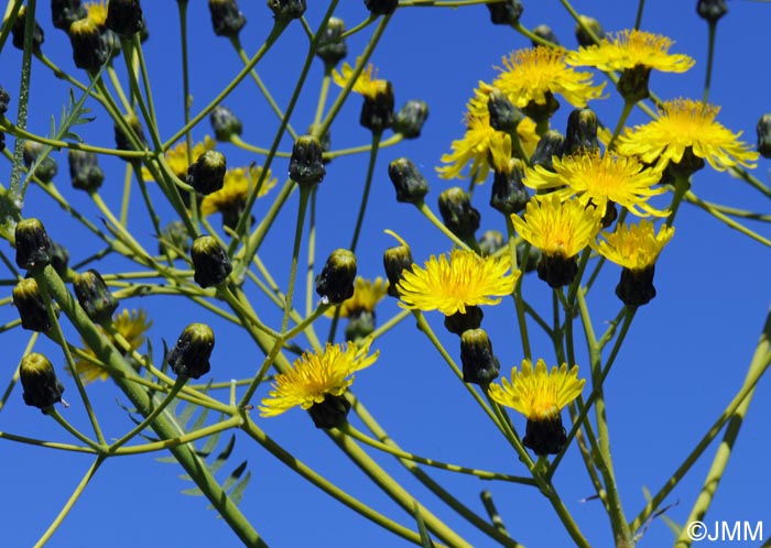 Sonchus canariensis