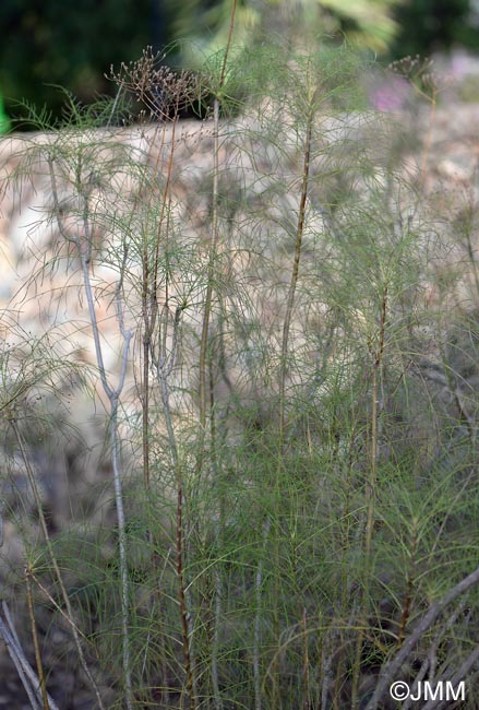 Sonchus capillaris = Atalanthus capillaris