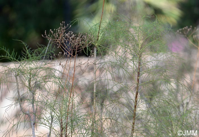 Sonchus capillaris = Atalanthus capillaris