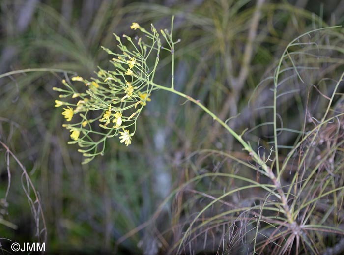 Sonchus capillaris = Atalanthus capillaris