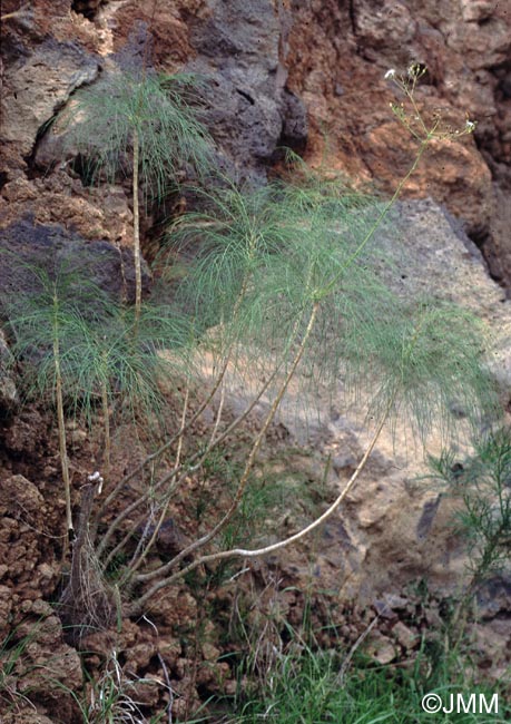 Sonchus capillaris = Atalanthus capillaris