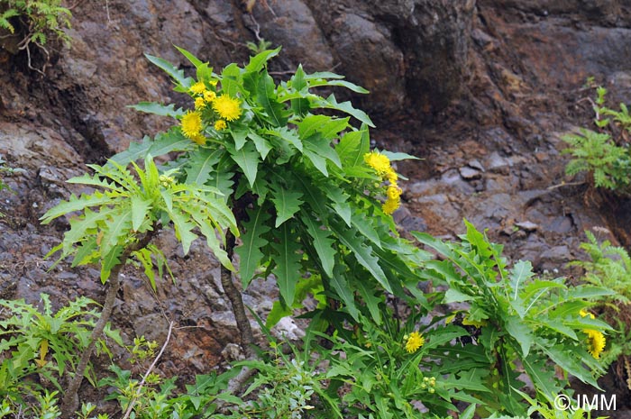 Sonchus congestus