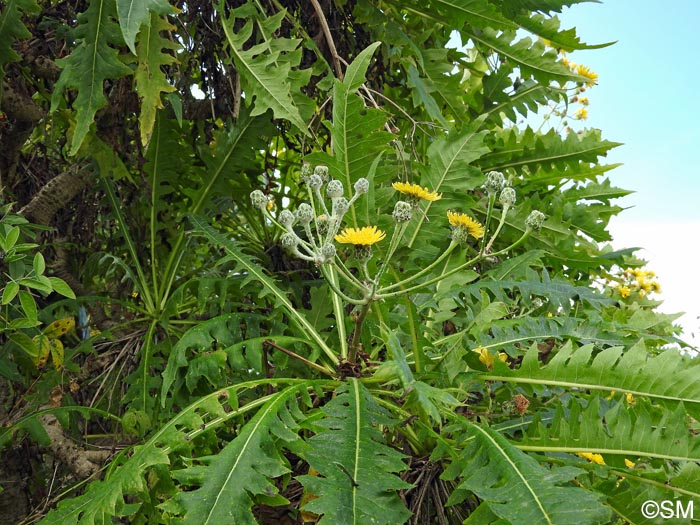 Sonchus congestus