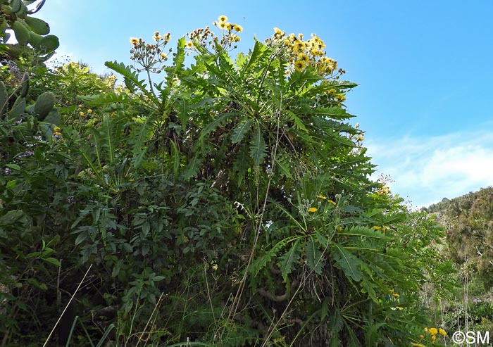 Sonchus congestus