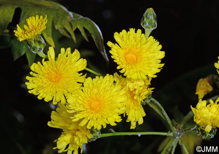 Sonchus congestus