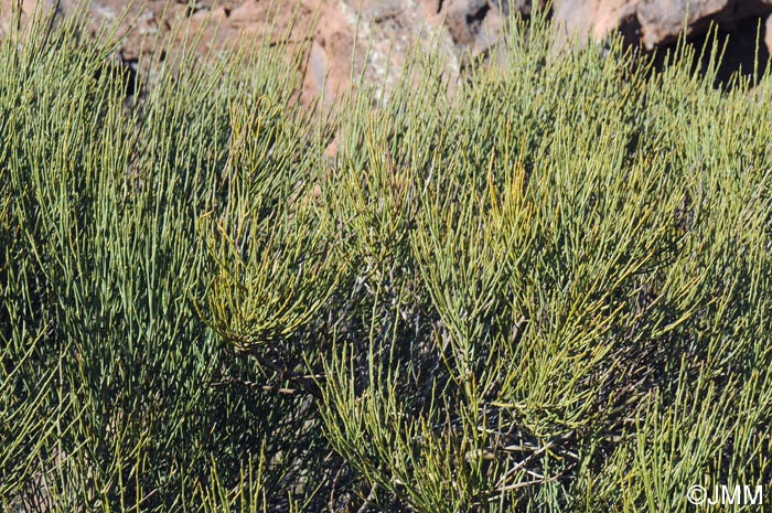 Spartocytisus supranubius