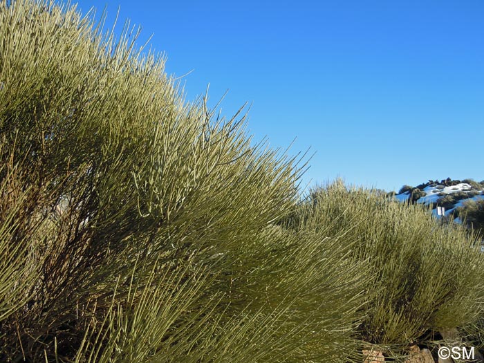 Spartocytisus supranubius