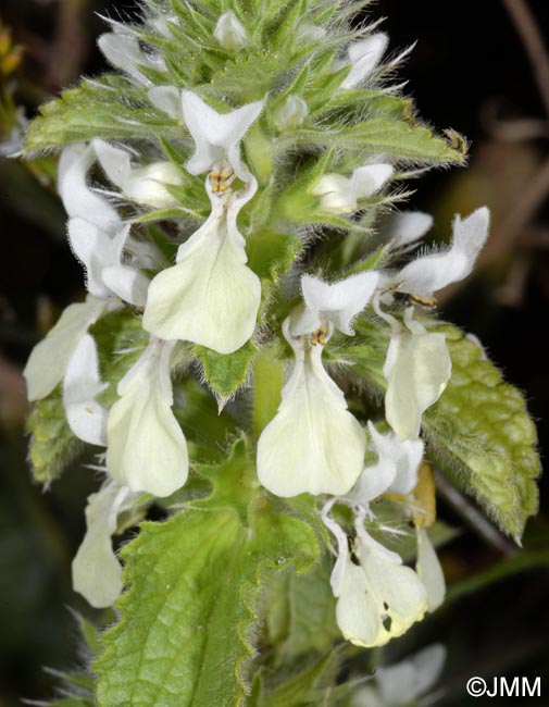 Stachys ocymastrum