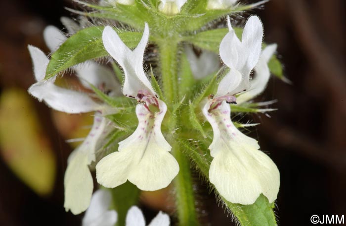 Stachys ocymastrum