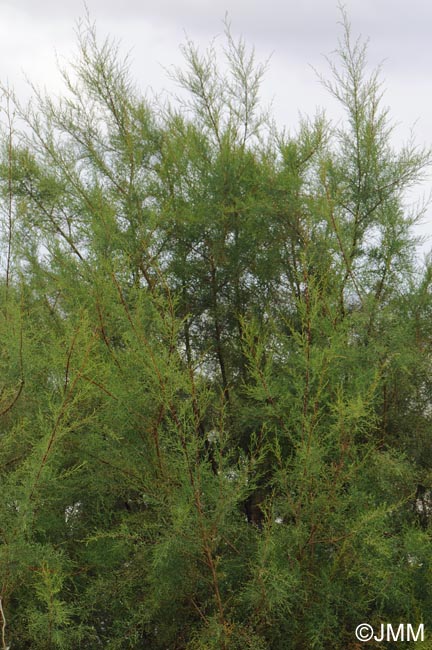 Tamarix canariensis