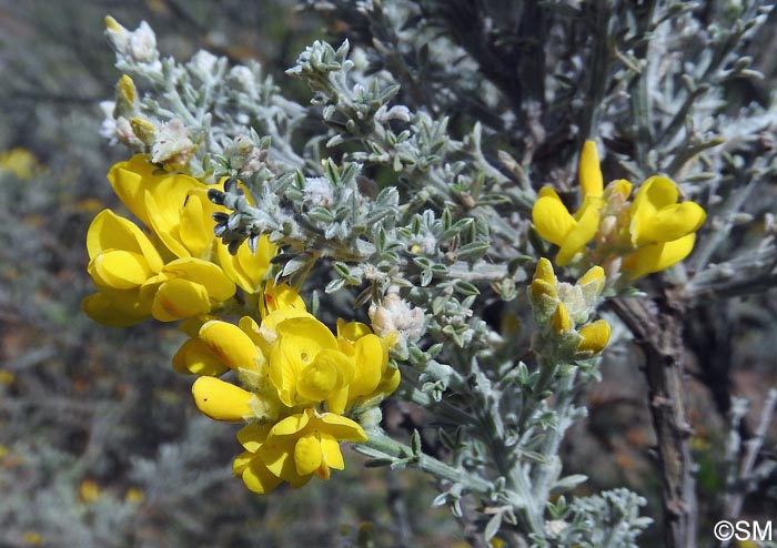 Teline microphylla = Genista microphylla