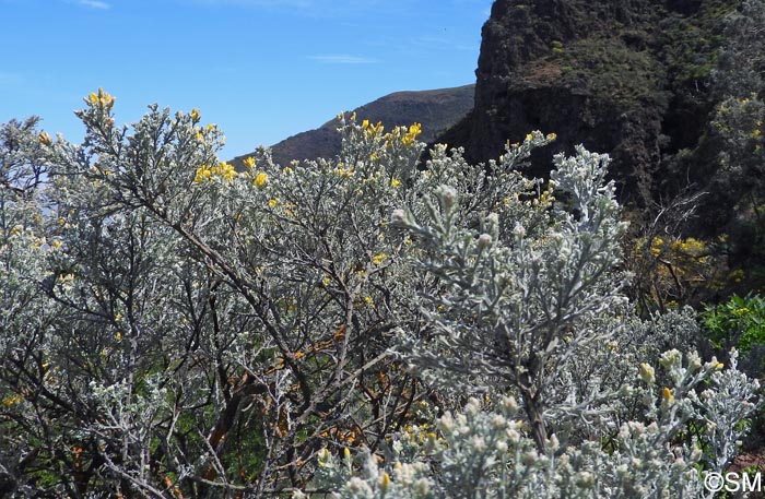 Teline microphylla = Genista microphylla