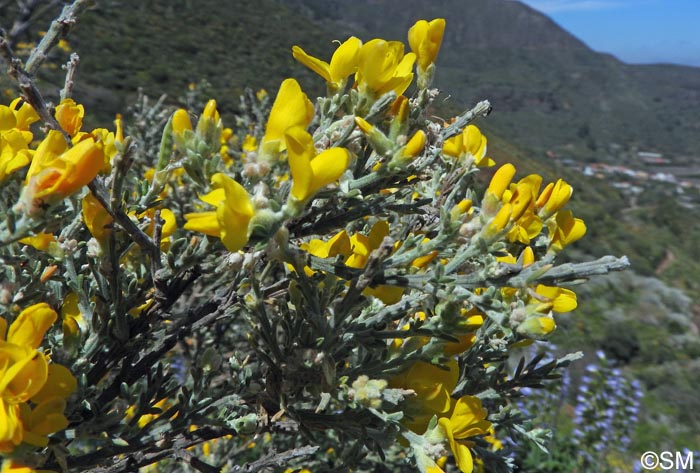 Teline microphylla = Genista microphylla