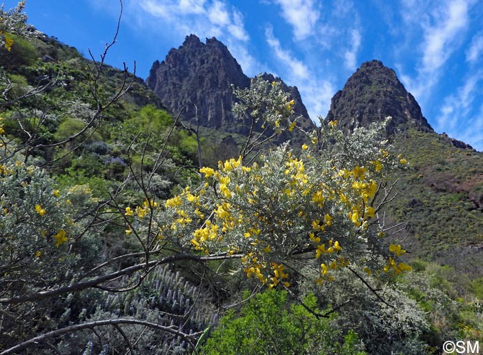 Teline microphylla = Genista microphylla