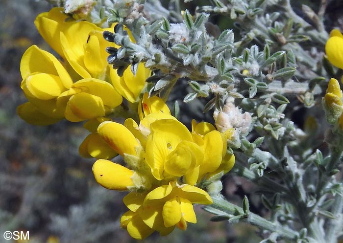 Teline microphylla = Genista microphylla