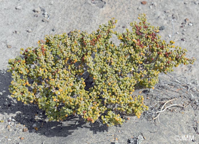 Tetraena fontanesii