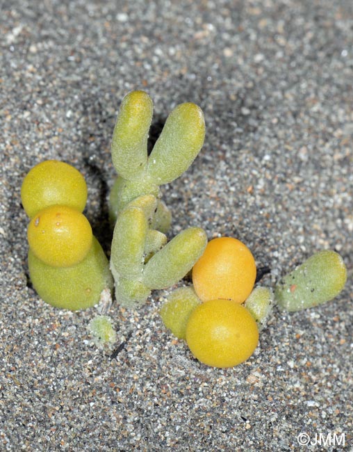 Tetraena fontanesii