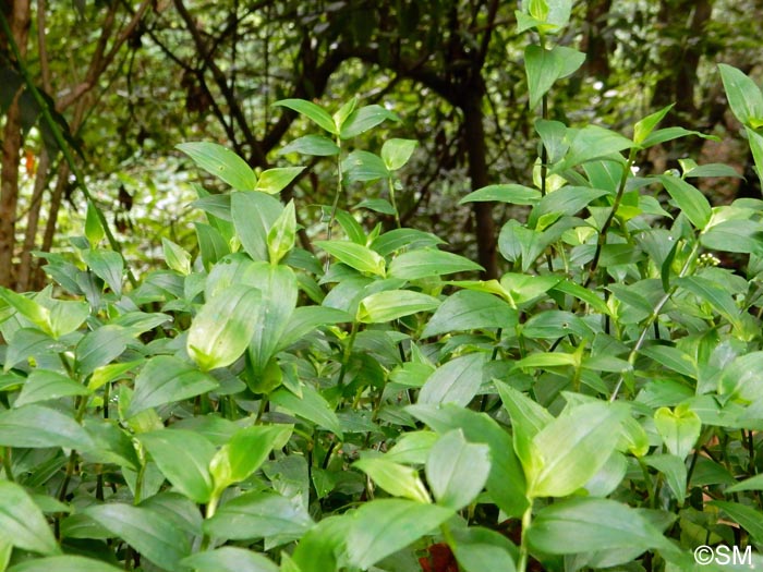 Tradescantia fluminensis