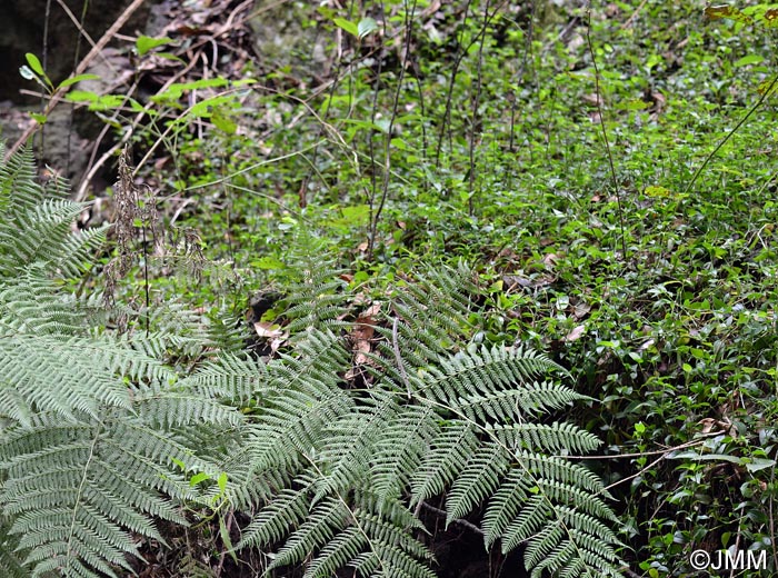 Diplazium caudatum & Tradescantia fluminensis