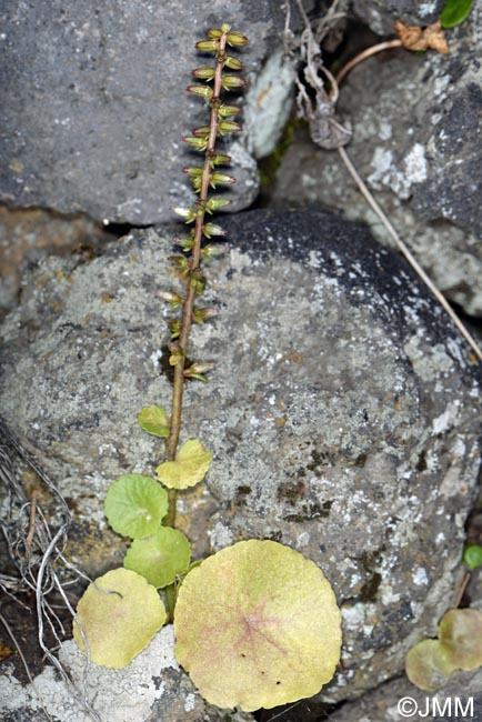 Umbilicus gaditanus