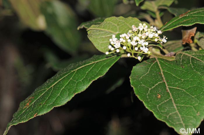 Viburnum rigidum = Viburnum tinus subsp. rigidum