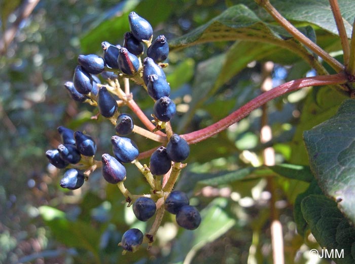 Viburnum rigidum = Viburnum tinus subsp. rigidum