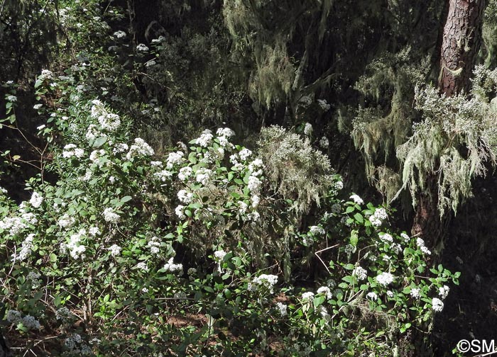 Viburnum rigidum