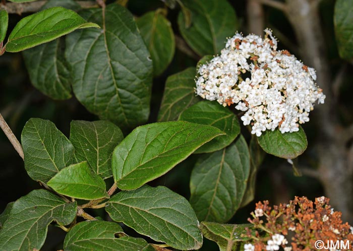 Viburnum rigidum