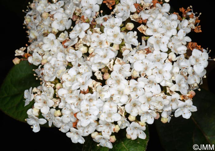 Viburnum rigidum